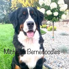 Puppy stars are extra special puppies with beautiful markings we've got a great selection of bernedoodle puppies available now. Michigan Bernedoodle Puppies Home Facebook