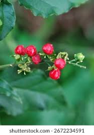 Image result for Petiveriaceae