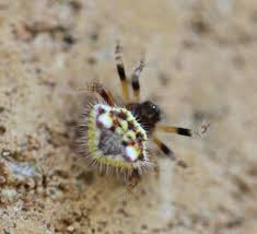 Image result for Poecilostachys