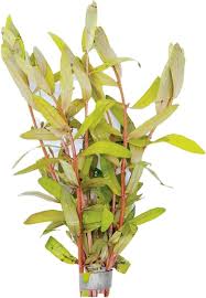 Image result for Nesaea