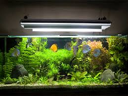 Die 4 arten der aquarium beleuchtung. Aquarium Beleuchtung Im Grossen Test Unsere Top 5