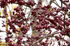 In fall, the leaves will turn bright red to complement the small, red to purple fruit. Crab Purple Prince 3 0 Lurvey Landscape Supply