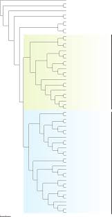 Image result for Anthonotha