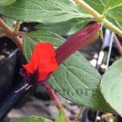 Check spelling or type a new query. Giant Bat Face Cuphea Cuphea Llavea Torpedo Garden Org