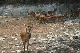 Rusa Timor Di 2021 Rusa Sambar Rusa Permukaan Laut