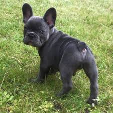 To furnish guidelines for breeders who wish to maintain the quality of their breed and to improve it; French Bulldog Puppies Puyallup French French Bulldog Puppies Available Facebook