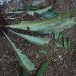 Image result for Asplenium africanum