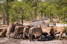 Check spelling or type a new query. A Group Of Female Lions Feeding On A Dead Elephant Moremi Game Reserve Botswana Stockphoto