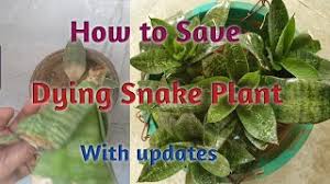 Start with where you keep your snake plant for the most part of the day. How To Save A Dying Snake Plant Revive Dying Snake Plant Treatment Of Dying Snake Plant Youtube
