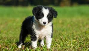Brooklyn the border collie puppy. Five Adorable Border Collie Videos Of 2017