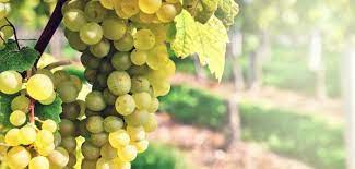 Les fruits secs sont en moyenne 2 à 4 fois plus riches en calories que leur équivalent en fruits frais, exception faite pour le raisin sec. Le Raisin Blanc Fait Il Grossir Le Blog Anaca3 Com
