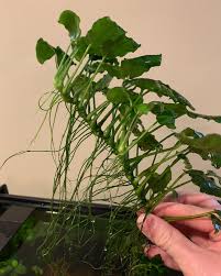 Image result for Hyparrhenia barteri