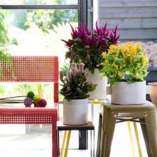 Houseplant Of The Month Celosia Frosts Garden Centres