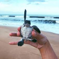 Photo By Rockramos Vsco Http Vsco Co Vsco Cute Turtles Cute Little Animals Cute Baby Animals