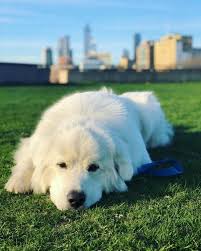 Black And White Great Pyrenees Everything You Want To Know About Great Pyrenees In 2020 With Images Great Pyrenees Dog Great Pyrenees