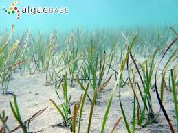 Image result for Cymodoceaceae