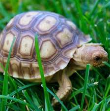 Image result for Grewia sulcata