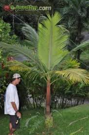 Image result for Acanthophoenix rubra