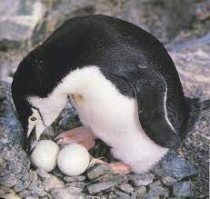 Collecting the data needed to study clutch size involves monitoring nests on a regular basis, counting the number of eggs, and recording as much information about each. Chinstrap Penguin Facts Habitat Diet Predators Pictures