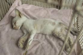 Bagaimana Untuk Menyembuhkan Cirit Birit Kucing Rawatan Dan Rawatan Rumah Haiwan 2021