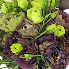 Image result for Oxyanthus goetzei