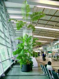 Next Time You Re Catching Your Next Flight Out Of The San Diego Airport You Ll Run Into Some Of Our Plant Designs That Will M Plants Live Plants Indoor Plants