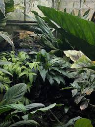 Image result for Cercestis congensis