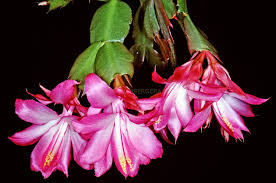 Image result for Tricalysia schliebenii