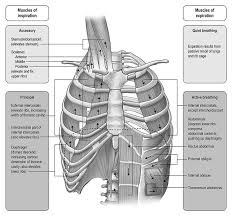 The Muscles You Never Think About Until They Stop Working Respiratory System Respiratory Muscle Testing