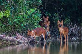 Khao yai national park is a national park in thailand. Khao Yai National Park