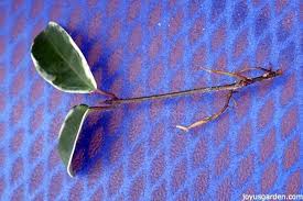 Grow fragrant hoya carnosa wax plant. Hoya Propagation 4 Ways Joy Us Garden