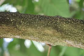 Image result for Tabernaemontana crassa