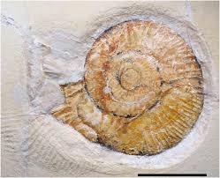 1,863 likes · 25 talking about this. Death Drag Of Ancient Ammonite Fossil Digitized And Put Online