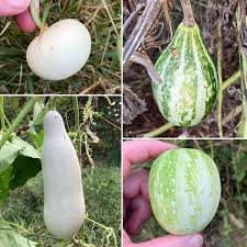 Image result for Cucurbita pepo