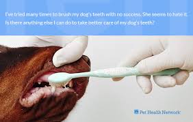 Dr Ernies Top 10 Dog Dental Questions And His Answers