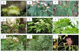 Image result for Albizia lebbeck