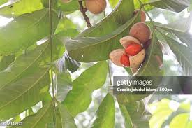 Image result for Polystachya fallax