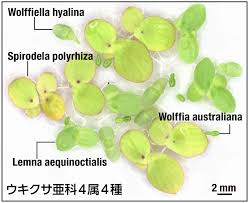 Image result for Wolffiella