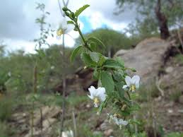 Image result for Hibiscus micranthus