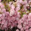Flowering shrubs do not require extensive maintenance to keep them attractive and healthy in a landscape. 1