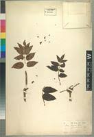 Image result for Lannea schimperi