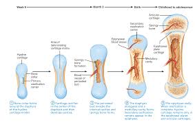 Hyaline cartilage that covers ends of bones in synovial joi… Endochondral Ossification In A Long Bone Showing The Locations Of The Primary And Secondary Ossification Anatomy Bones Anatomy And Physiology Medical Knowledge