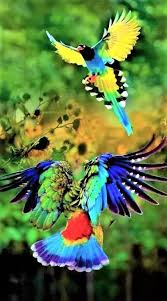 Beautiful Blue Magpies Animalphotographybirds Beautiful Blue Magpies Papaganlar Rengarenk Kuslar Guzel Kuslar