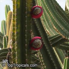 Fast shipping and orders $35+ ship free. Cereus Peruvianus Cereus Uruguayanus Cereus Hildmannianus Night Blooming Cereus Peruvian Apple Column Cactus Apple Cactus Toptropicals Com