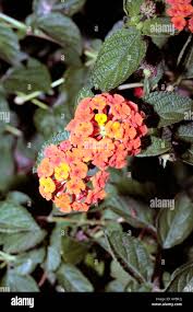 Image result for Verbenaceae