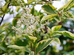 Image result for ligustrum ovalifolium