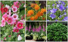 Perennials of all sorts do well in u.s. 10 Fantastic Zone 3 Perennials Garden Lovers Club