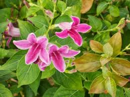 Image result for Asystasia intrusa