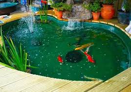 Berikut beberapa contoh warna cat. 81 Gambar Desain Cat Kolam Ikan Yang Bisa Anda Tiru