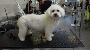 Bichon Frise Coupe Ciseau Journee Examen De Toilettage Toilettage Bichon Frise Frise